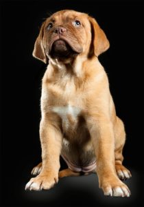 Fotografo di cuccioli - pet photography - Dogue de Bordeaux - Matteo Bridarolli - fotografo